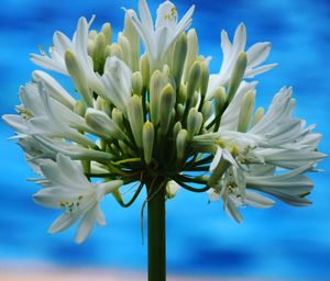 Close-up of white flowers against blue sky