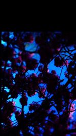 Close-up of tree branches at night