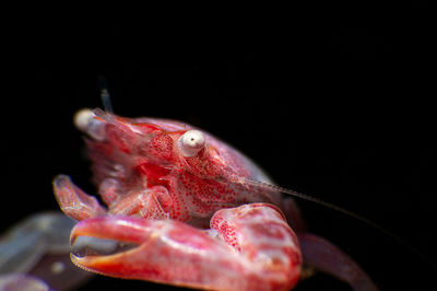 Close-up of frog against black background