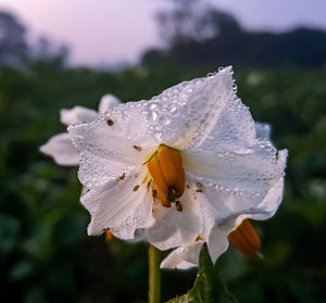 Close-up of wet white flowering plant