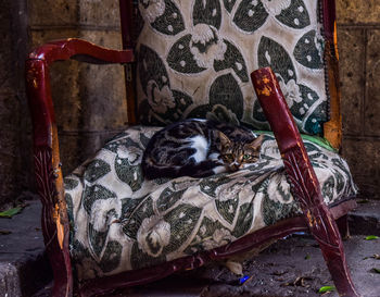 Close-up of cat on broken chair