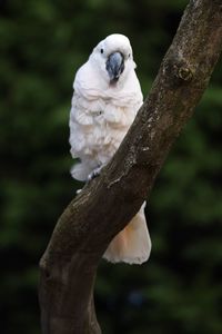 Close-up of bird perching on tree