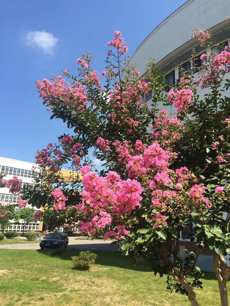 flower, growth, grass, freshness, plant, pink color, fragility, building exterior, architecture, built structure, day, beauty in nature, nature, sky, lawn, blue, blossom, travel destinations, flower tree, springtime, outdoors, in bloom, flowering, green color, in front of, formal garden