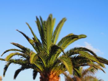 Low angle view of palm tree against blue sky