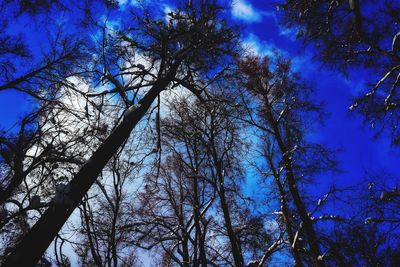 Low angle view of trees in forest