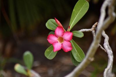 Close-up of pink flowering plant