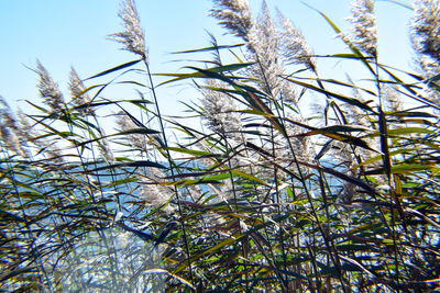 Low angle view of plants against sky