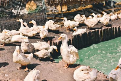 High angle view of birds perching on lake