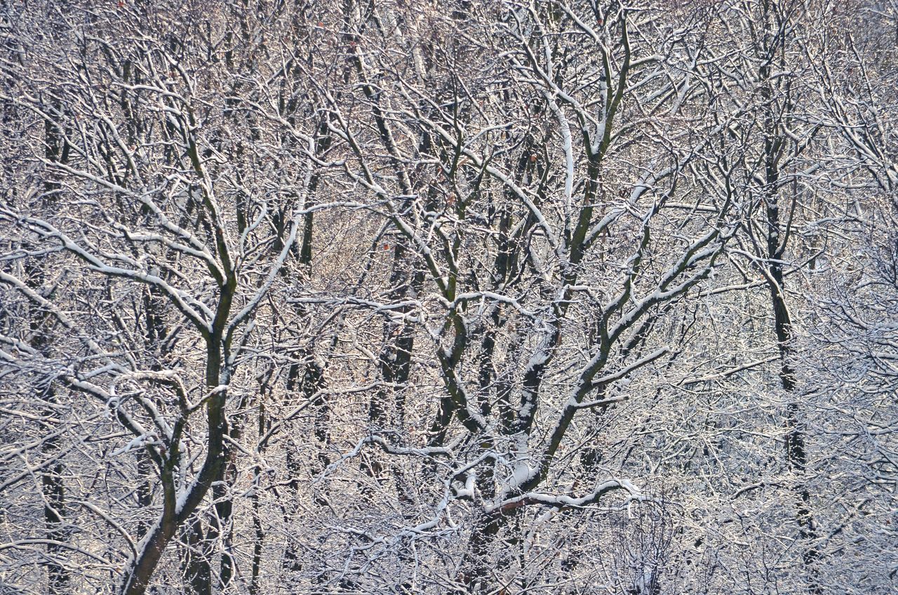 VIEW OF BARE TREE IN SNOW