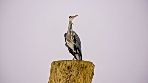 Low angle view of bird perching on wooden post against sky