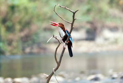 Close-up of insect perching on a lake