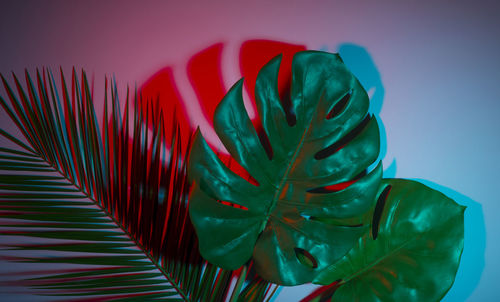 Close-up of palm leaves against wall