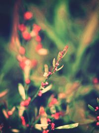 Close-up of flowers