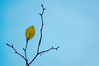 Low angle view of plant against clear sky