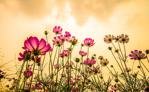 Close-up of pink cosmos flowers on field against sky