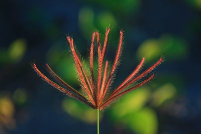 Close-up of plant