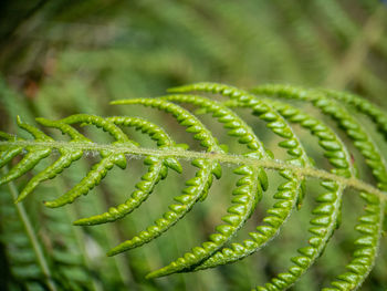 Close-up of fern leaf