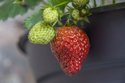 Close-up of strawberries