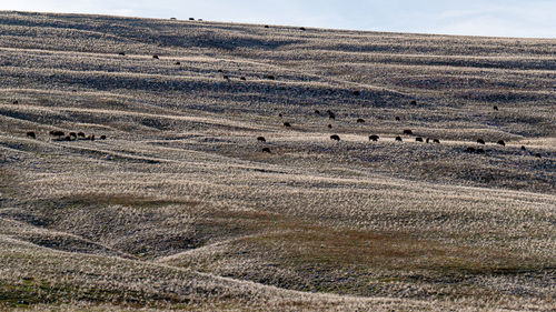 Scenic view of desert