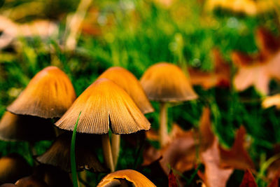 Close-up of mushroom growing on field