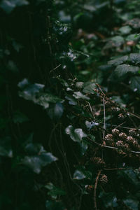 Close-up of plants growing on land