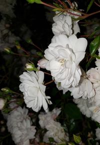 Close-up of white flowering plant