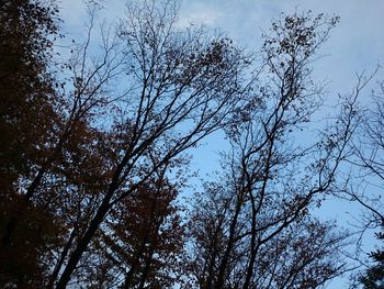 Low angle view of trees against sky