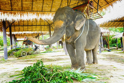 View of elephant in zoo