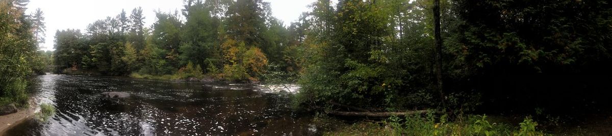 Scenic view of river amidst trees in forest
