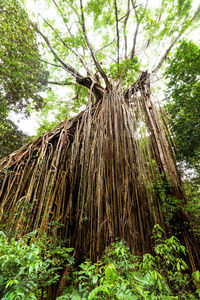 Low angle view of trees growing in forest