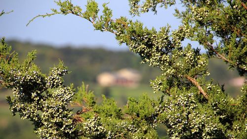 Flowering plant against trees