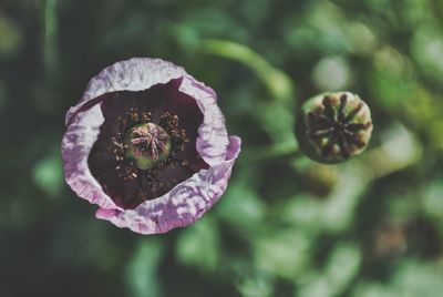 Close-up of purple flowering plant