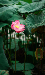 Close-up of lotus water lily growing in pond