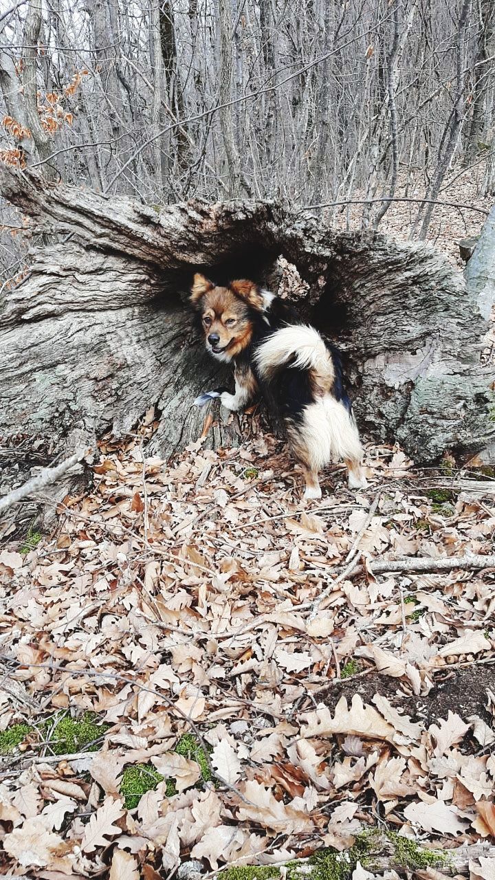 animal, animal themes, nature, wildlife, tree, day, no people, one animal, land, mammal, plant, bird, domestic animals, high angle view, pet, outdoors, animal wildlife, forest, field, plant part, leaf, tree trunk