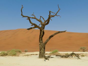 Dead tree on desert against clear sky