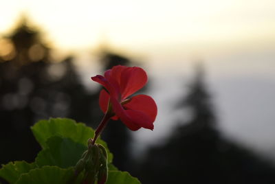 Close-up of red flower blooming against sky