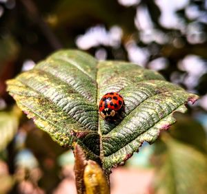 Close-up of ladybug on leaf