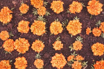 Full frame shot of marigold flowers