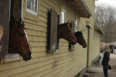 Side view of woman looking at horse in stable