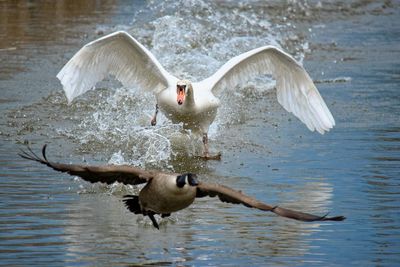 Angry bird - mute swan attacks a canada goose in the water of a small lake