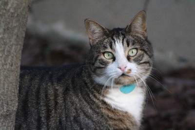 Close-up portrait of tabby cat