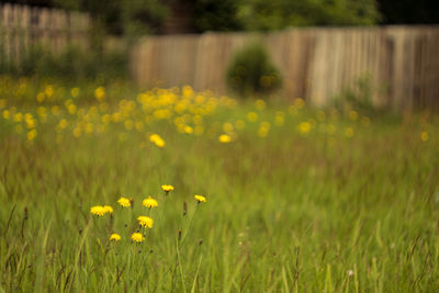 Yellow flowers blooming in field