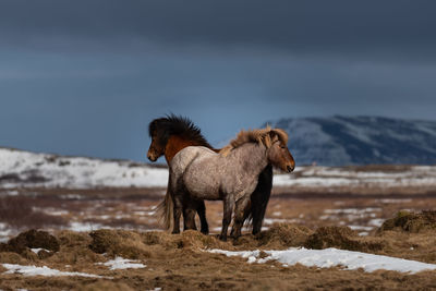 Horse standing on field against sky