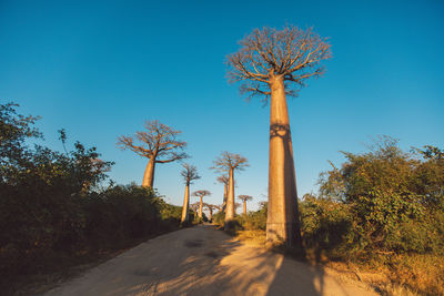 Low angle view of tree against clear blue sky
