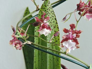 Close-up of pink flowers