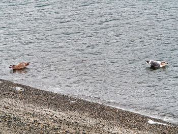 High angle view of swan swimming in lake