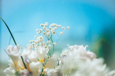 Close-up of white flowers against blue sky