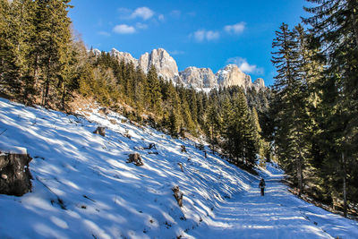 Panoramic view of pine trees on snowcapped mountains against sky