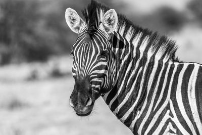 View of a zebra