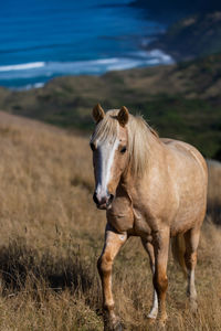 Close up of horse